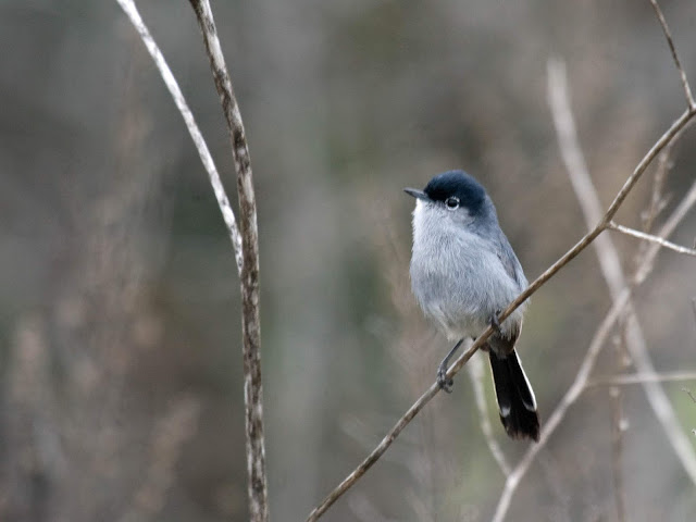 Photo of California Gnatcatcher at Stonebridge Trail