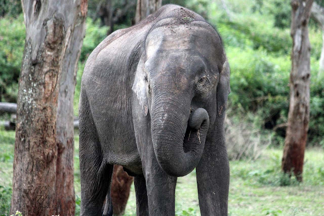 Elephant at Bandipur
