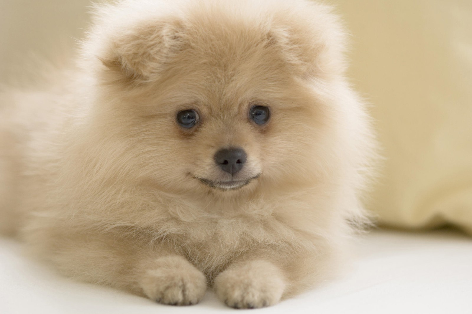 Puppy Dog Breeds Pictures