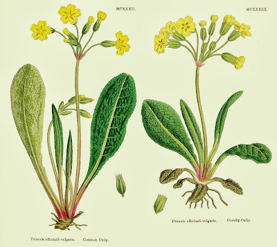 Botanical illustration of cowslip and primrose