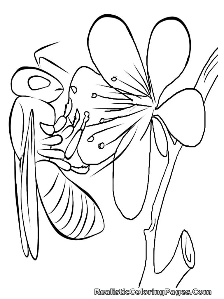 Download Realistic Insect Coloring Pages | Realistic Coloring Pages
