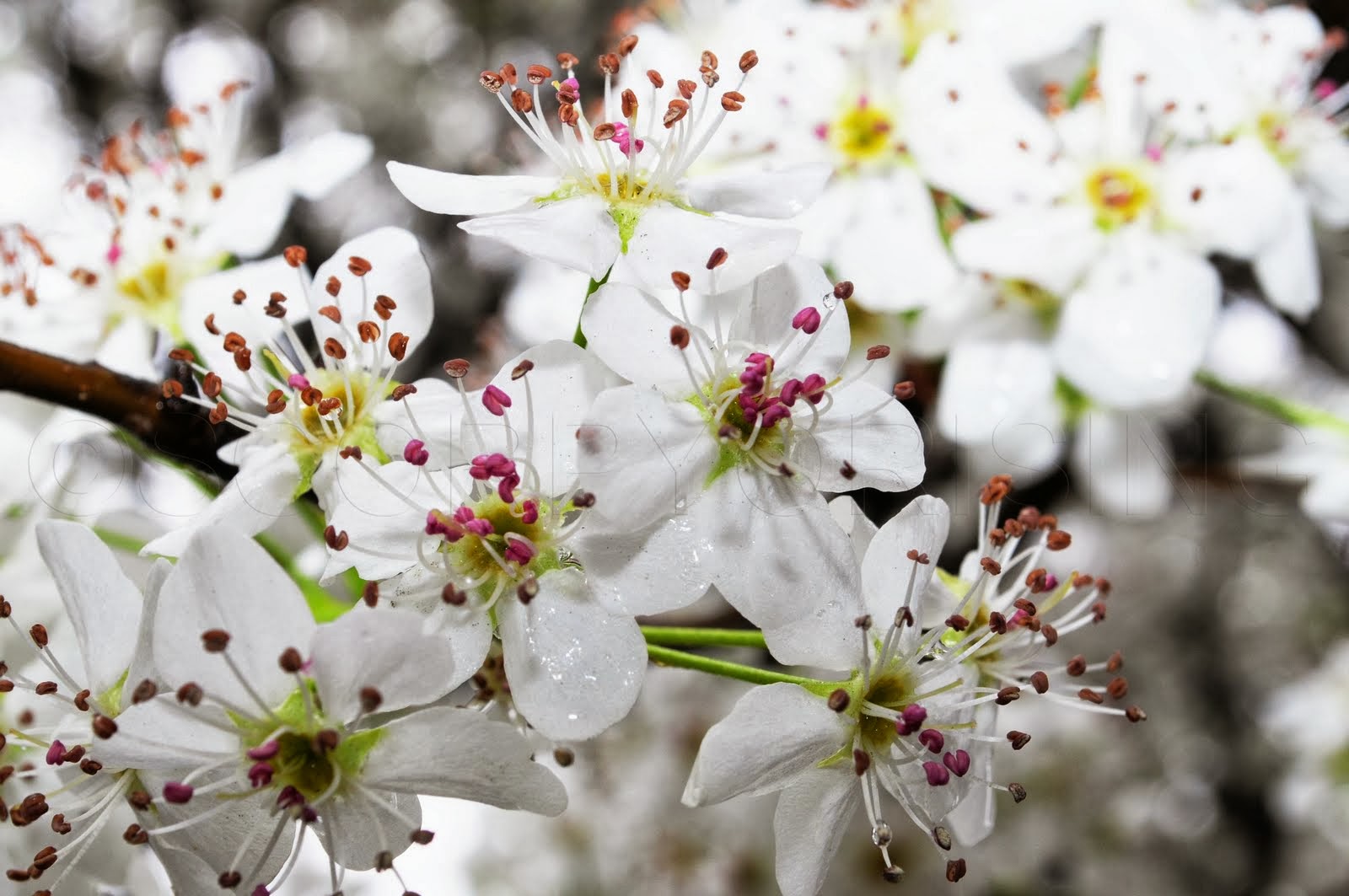 Romantic Flowers: Pear Blossom