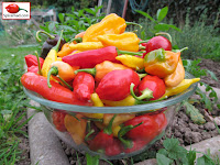 Chilli Harvest - 3rd October 2014