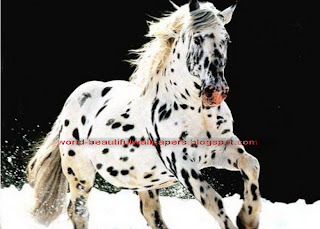 Beautiful Wallpapers: spotted horse pictures