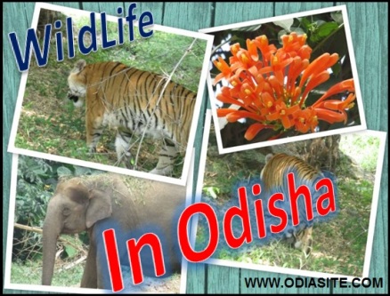 wildlife in odisha