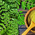 Four benefits of Kelor leaf for proven health