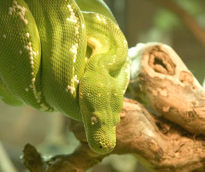 Green_tree_python