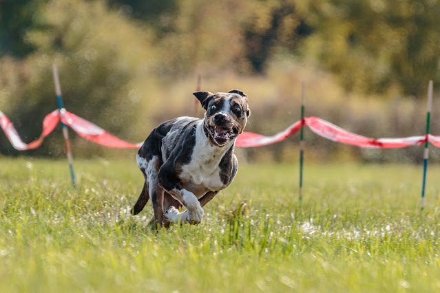 How to Train Your Dog's Brain: Tips and Techniques