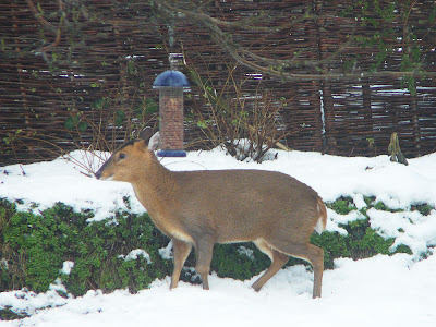 Muntjac Deer