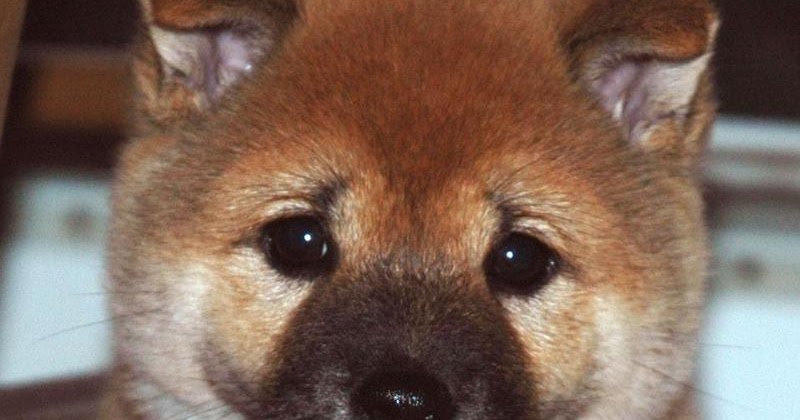 White Wolf Watch Shiba Inu Puppy Cam Live Stream