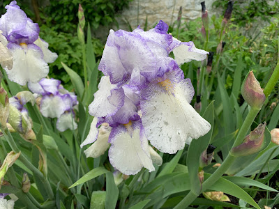 Photograph of irises with purple and white flowers.