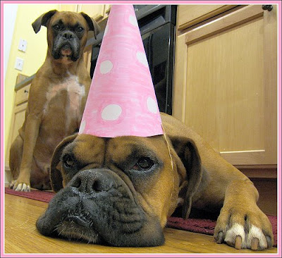 funny-birthday-dogs.jpg