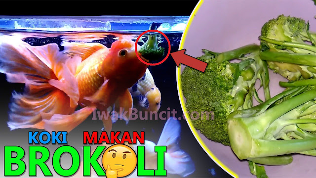 Ikan Mas Koki Makan Sayur Brokoli? Memang Apa Manfaatnya? 🤔