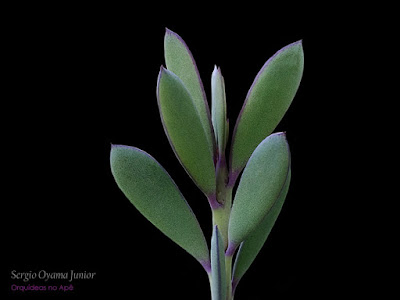 Suculenta Senecio crassissimus