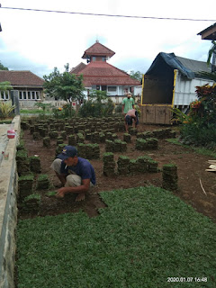 Rumput taman hias rumput gajah mini di jember jawa timur April Tahun 2024