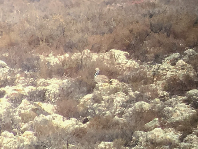 Houbara Bustard - Fuerteventura