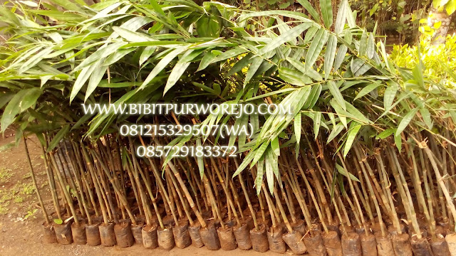 Jual bibit bambu, bibit bambu, bibit purworejo, jual bibit bambu petung, jual bibit bambu petung kultur, bibit bambu petung kultur jaringan, bibit bambu, jual bibit bambu, bambu petung, panen bambu petung, fungsi bambu petung, bambu terbesar, jual bibit bambu petung murah, jual bibit bambu petung unggul, bibit bambu stek, stek bambu petung, cara stek bambu petung, budidaya bambu petung, harga bambu petung, harga bibit bambu petung, jual bibit bambu petung murah, jual bibit bambu petung unggul, jual bibit bambu petung kultur jaringan, jual bibit bambu petung stek siap tanam, harga bibit bambu petung kultur jaringan, harga bibit bambu petung stek batang, cara buat bibit bambu petung, cara tanam bambu petung , jarak tanam bibit bambu petung, usia bambu petung, bambu petung super.