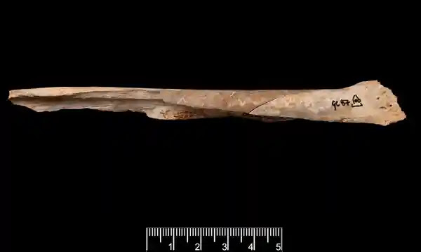 Человеческая кость с гравировкой из пещеры Гофа, Сомерсет