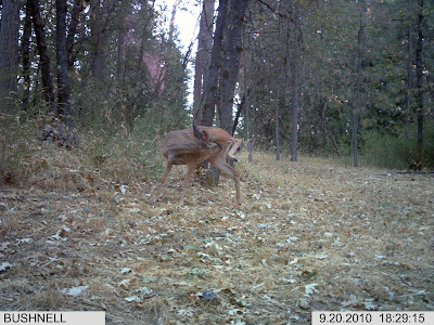 Deer Licking