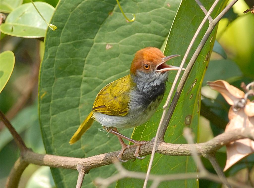 Aneka Gambar  Burung  Ciblek Dan Prenjak  Yanga Banyak 