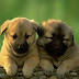 dogs images