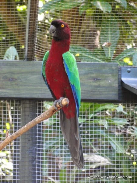 parrot at Kula Eco Park in Fiji