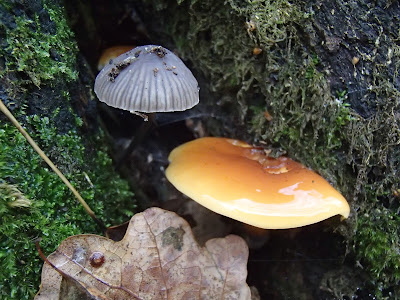 grzyby 2016, grzyby w listopadzie, grzyby w Krakowie, grzyby w Lasku Wolskim, grzyby zimowe, boczniak ostrrygowaty Pleurotus ostreatus, zimówka, płomiennica zimowa Flammulina velutipes, Uszak bzowy Auricularia auricula-judae, Wodnicha modrzewiowa Hygrophorus lucorum, opienka-ciemna-Armillaria-ostoyae, gąsówka-rudawa-Lepista-flaccida, czernidłak Coprinus