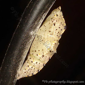 Cabbage White Butterfly