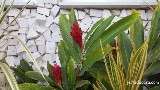 planta ornamental-jardim-tropical