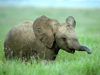 Baby Elephants Wallpapers