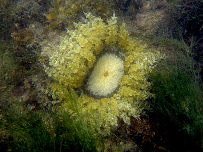 Branched Sea Anemone (Phymanthus sp.)