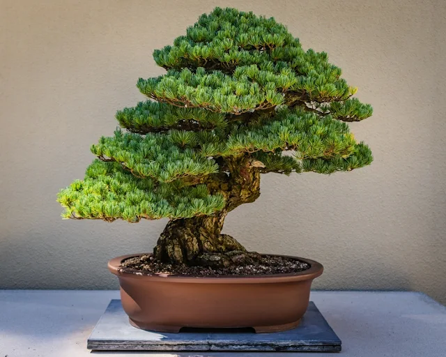 Tanaman Hias Pohon Bonsai