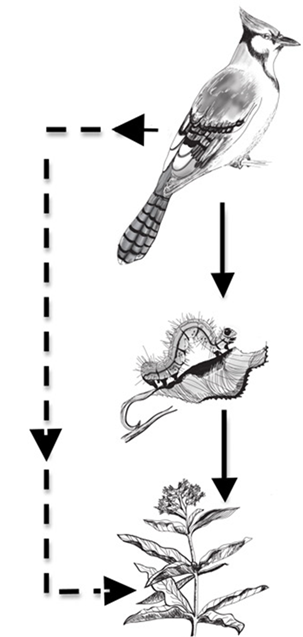 Relaciones indirectas. Un ejemplo de efectos directos (líneas continuas) y efectos indirectos (líneas discontinuas) entre tres especies. El depredador (ave) tiene un efecto indirecto positivo en la especie basal (planta) a través del efecto directo de la depredación en la oruga, lo que reduce la herbivoría en la planta (también un efecto directo).