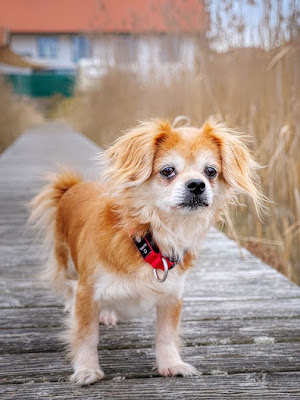 Pekingese facts and information