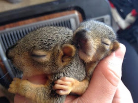 Funny animals of the week - 21 March 2014 (40 pics), funny animal pictures, two baby squirrel sleeping
