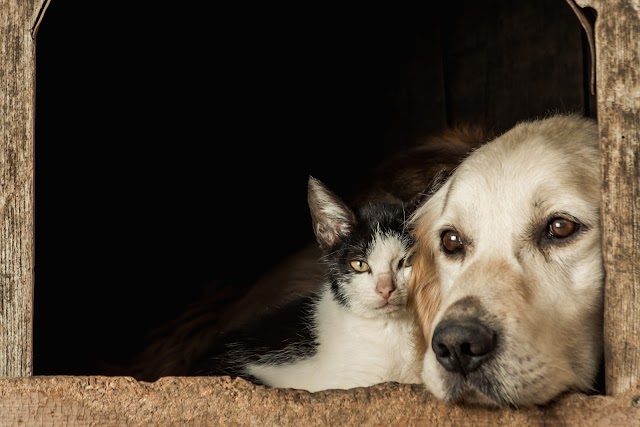 Sarna em cães e gatos: O guia completo para identificar, tratar e prevenir essa doença debilitante agora!