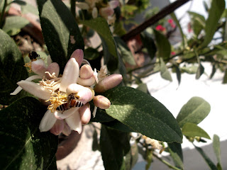 Lemon Flowers