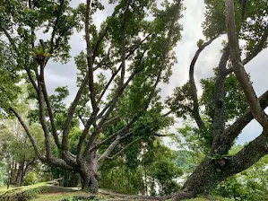 MacRitchie Reservoir trees