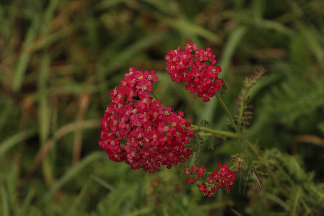 red yarrow 