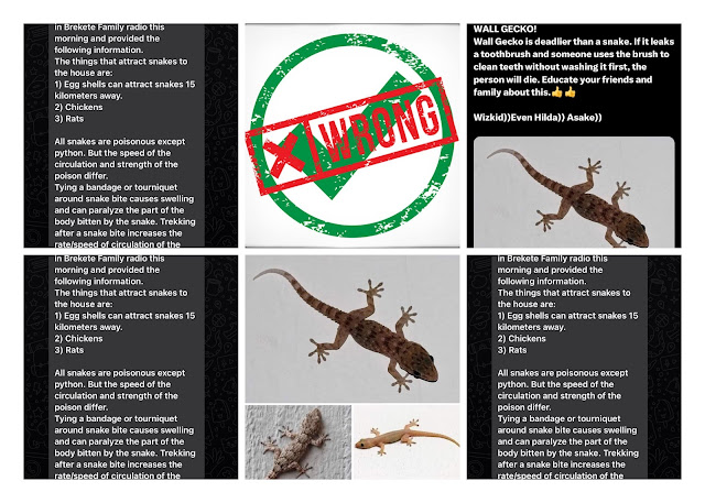 Fact-Check: Are Wall Geckos Poisonous and Deadlier than Snakes? Does Eggshells Attract Snakes?