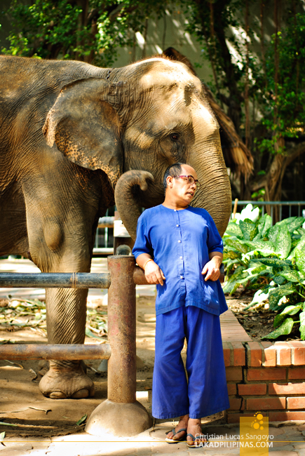 Samphran Elephant Ground & Zoo Elephant and Mahout