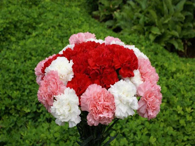 carnation flowers