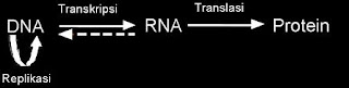 Asam Nukleat - DNA dan RNA