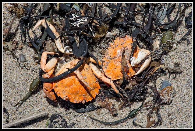 Nova Scotia, Gaff Point; Crabs; Hirtle's Beach