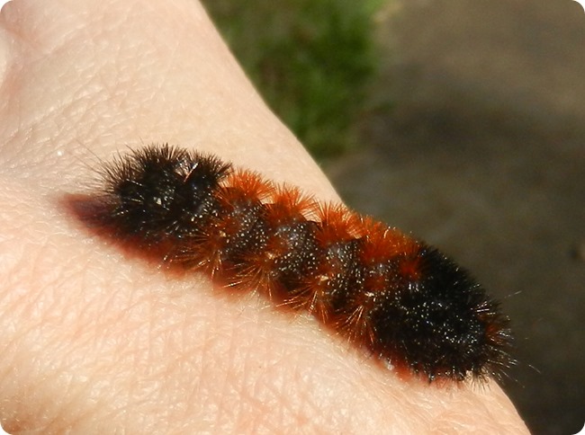 DSCN4382 Banded Wooly Bear Caterpillar - Pyrrharctia isabella (13)