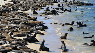 Sea lions take over popular California tourist beach