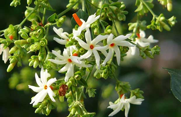 bunga aromatik srigading atau parijata