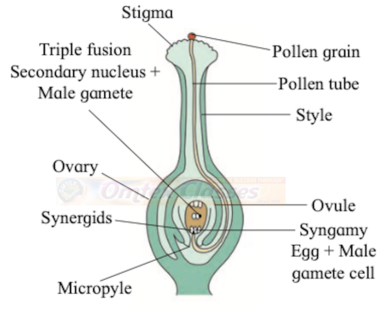 Chapter 1: Reproduction in Lower and Higher Plants Balbharati Solutions for Biology 12th Standard HSC Maharashtra State Board