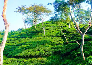 Sylhet tea garden