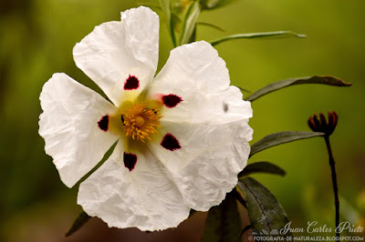 Cistus Ladaniferjara - Jara Pringosa (fotografia-de-naturaleza.blogspot.com)